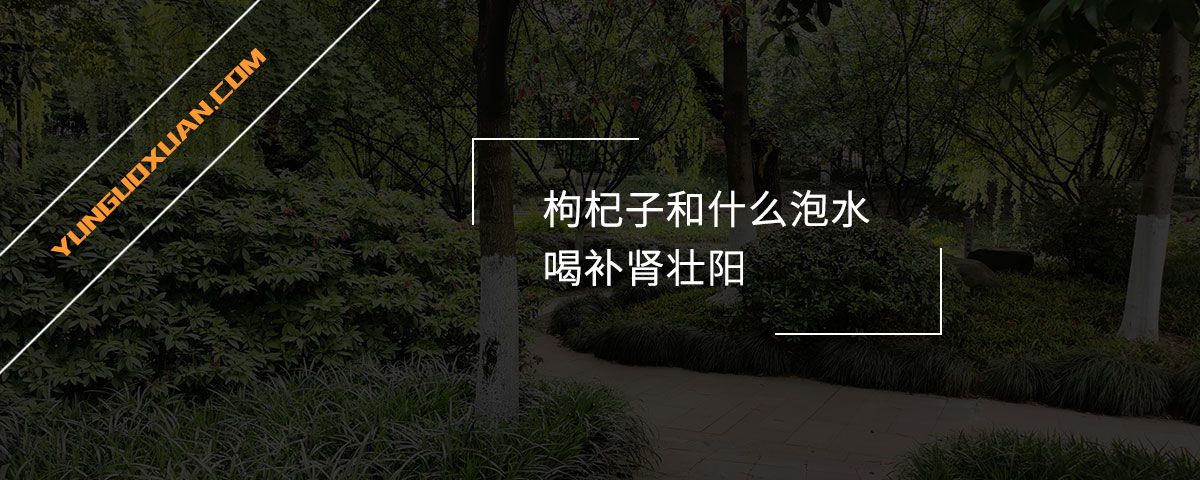 枸杞子和什么泡水喝補(bǔ)腎壯陽？