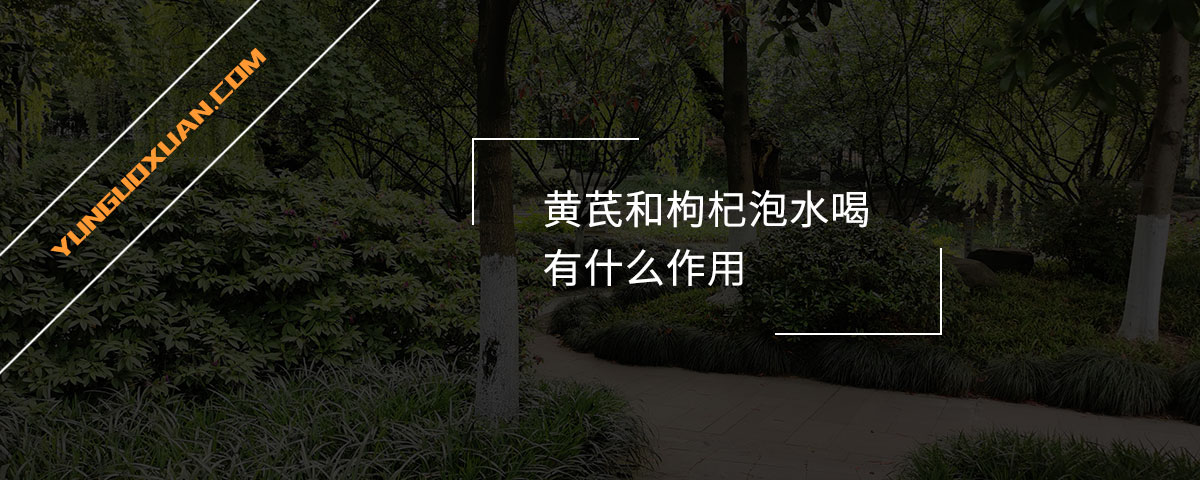 黃芪和枸杞泡水喝有什么作用？