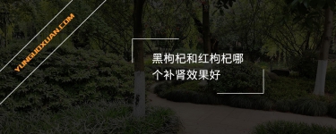 黑枸杞和紅枸杞哪個補腎效果好？