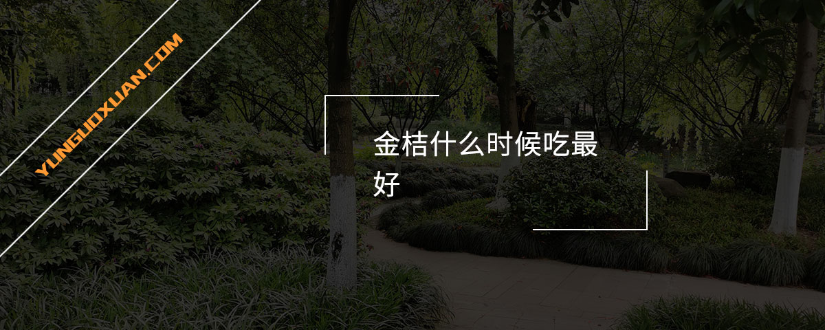 金桔什么時候吃最好？