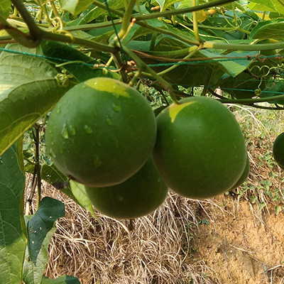 羅漢果