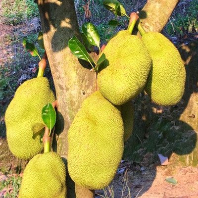 菠蘿蜜