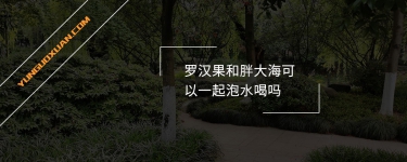 羅漢果和胖大?？梢砸黄鹋菟葐?？
