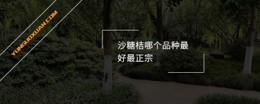 沙糖桔哪個(gè)品種最好最正宗？