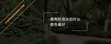 黑枸杞泡水后什么顏色最好？