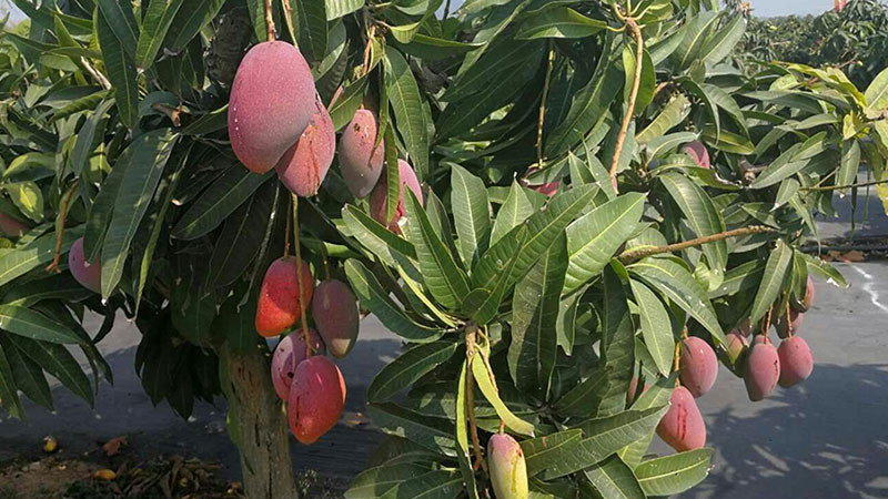 芒果的功效與作用及禁忌