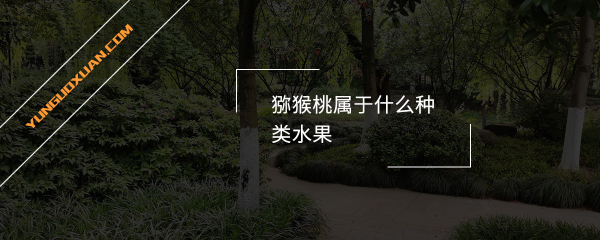 獼猴桃屬于什么種類水果？
