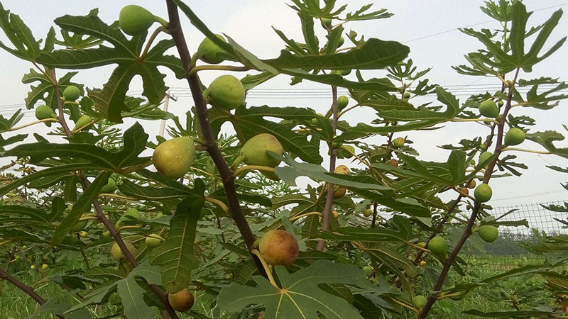 無花果的功效與作用及禁忌