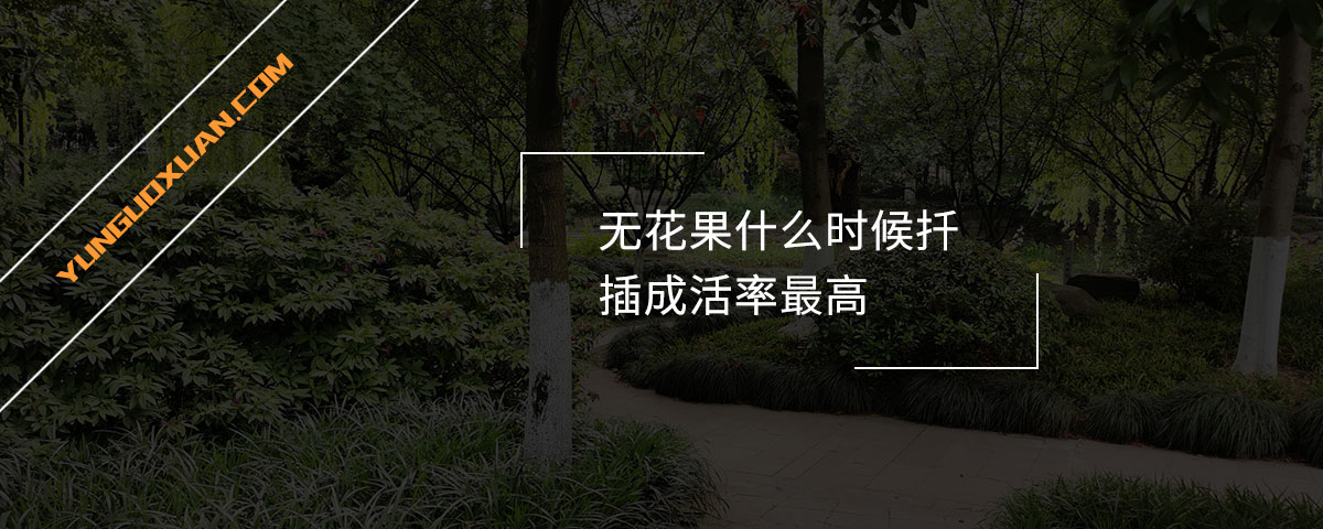 無花果什么時候扦插成活率最高？