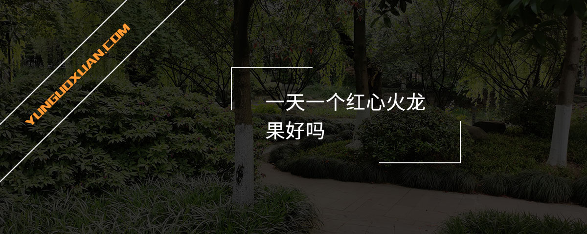 一天一個(gè)紅心火龍果好嗎？