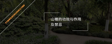山楂的功效與作用及禁忌
