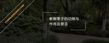 新鮮棗子的功效與作用及禁忌