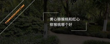黃心獼猴桃和紅心獼猴桃哪個(gè)好？