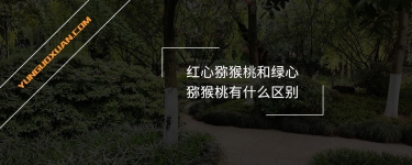 紅心獼猴桃和綠心獼猴桃有什么區(qū)別？