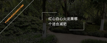 紅心白心火龍果哪個(gè)適合減肥？