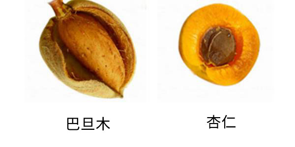 巴旦木與杏仁的區(qū)別