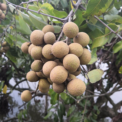 桂圓