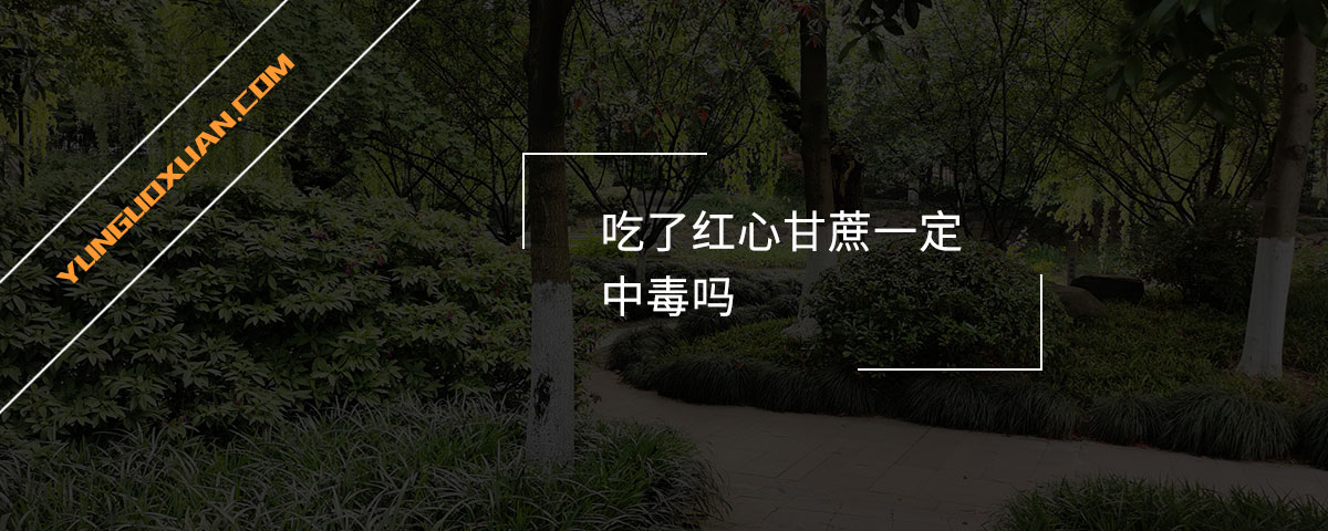 吃了紅心甘蔗一定中毒嗎？