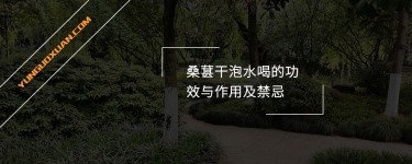 桑葚干泡水喝的功效與作用及禁忌