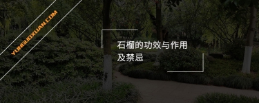 石榴的功效與作用及禁忌