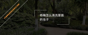 楊梅怎么清洗里面的蟲(chóng)子？