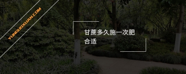 甘蔗多久施一次肥合適？