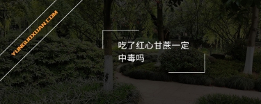 吃了紅心甘蔗一定中毒嗎？