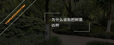 為什么說(shuō)枇杷樹(shù)是兇樹(shù)？