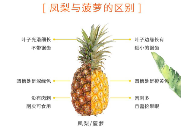 鳳梨是菠蘿嗎？