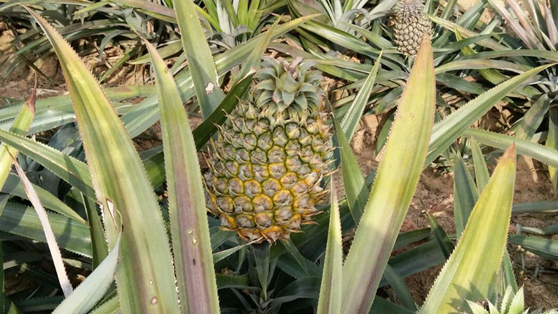 菠蘿的功效與作用及禁忌