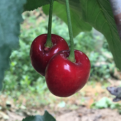 櫻桃