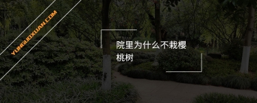 院里為什么不栽櫻桃樹？