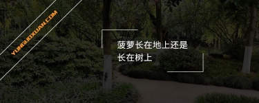 菠蘿長(zhǎng)在地上還是長(zhǎng)在樹(shù)上？