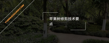 蘋果樹修剪技術(shù)要點(diǎn)