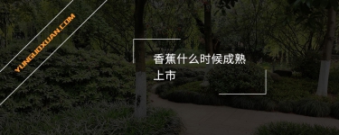香蕉什么時候成熟上市？