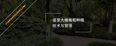 溫室大棚葡萄種植技術(shù)與管理
