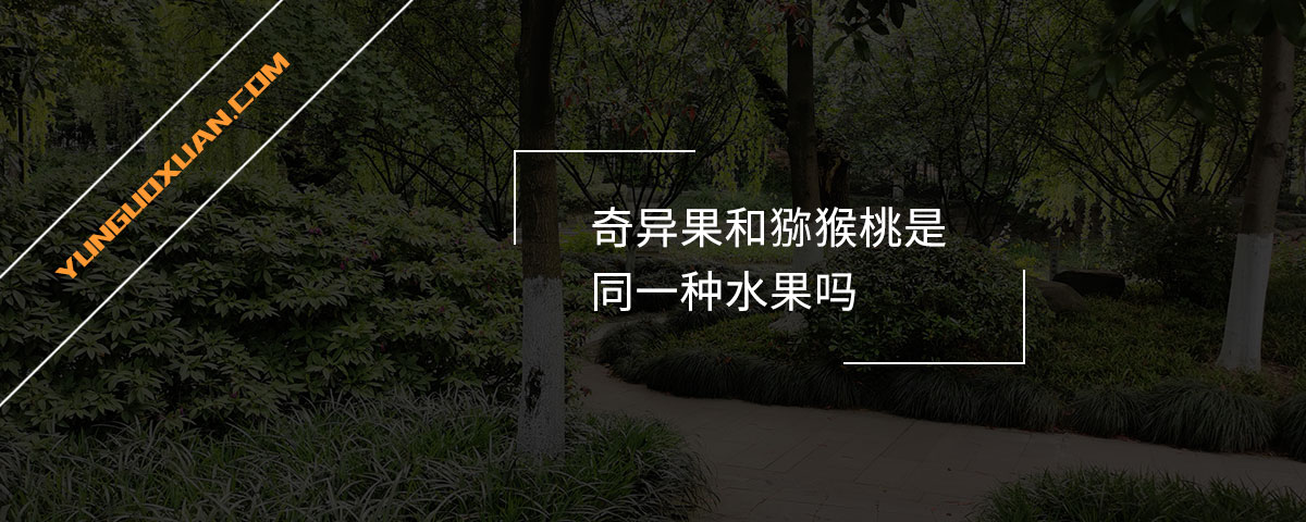 奇異果和獼猴桃是同一種水果嗎？