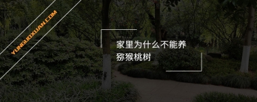 家里為什么不能養(yǎng)獼猴桃樹？