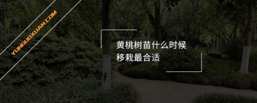黃桃樹苗什么時候移栽最合適？