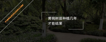 黃桃樹苗種植幾年才能結果？