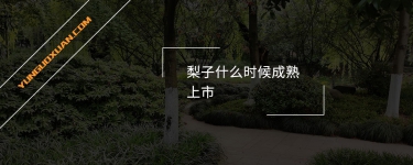 梨子什么時(shí)候成熟上市？