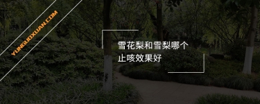 雪花梨和雪梨哪個(gè)止咳效果好？