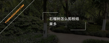 石榴樹怎么剪枝結(jié)果多？