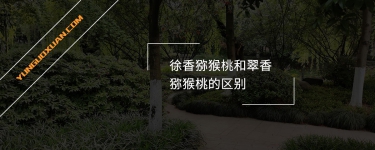 徐香獼猴桃和翠香獼猴桃的區(qū)別