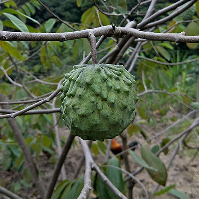 釋迦果