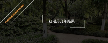 紅毛丹幾年結(jié)果？