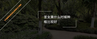 圣女果什么時(shí)候種植比較好？