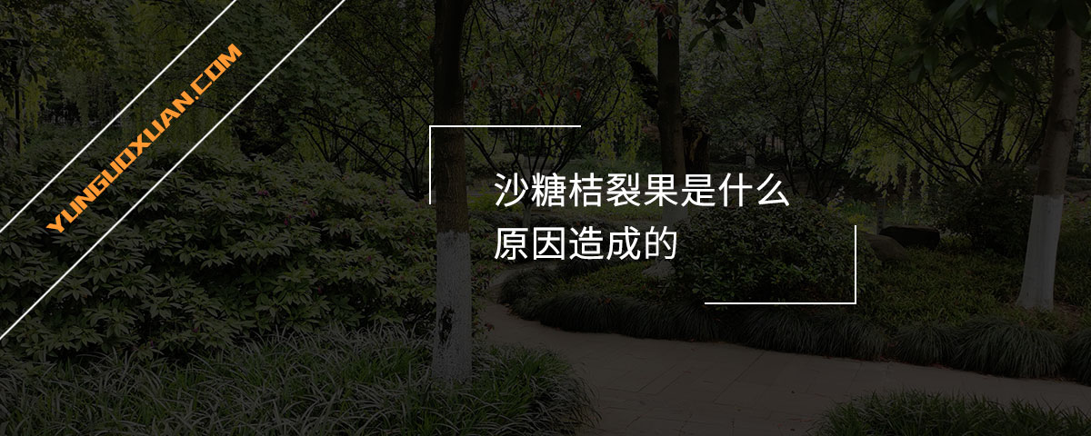 沙糖桔裂果是什么原因造成的？