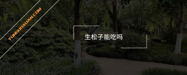 生松子能吃嗎?