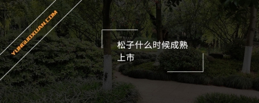 松子什么時候成熟上市?